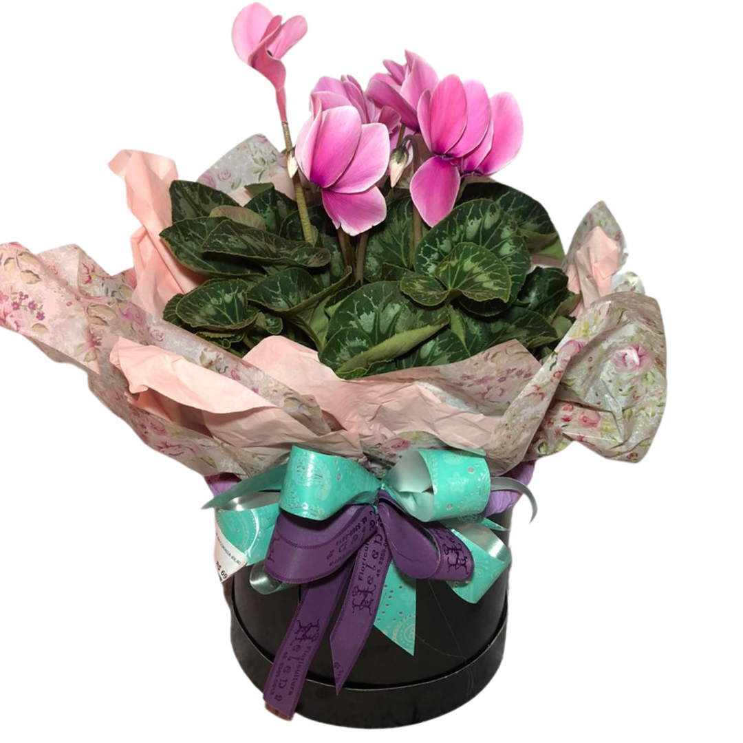 Cyclamen Decorada na Box