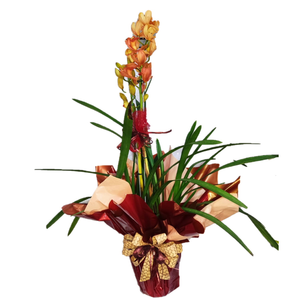 Orquídea Cymbidium Decorada 