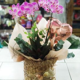 Orquídea  na cestinha