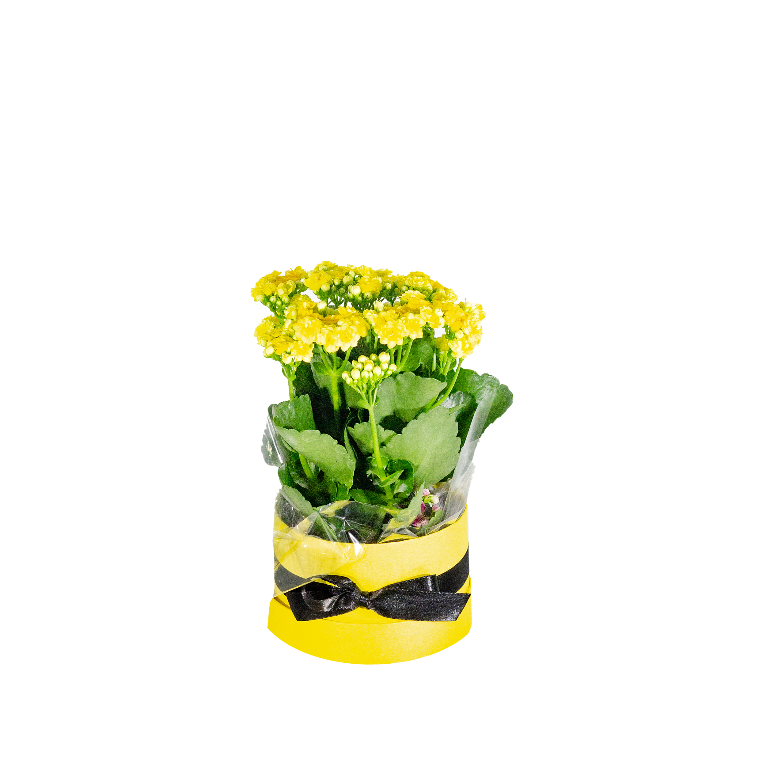 Kalanchoe amarelo