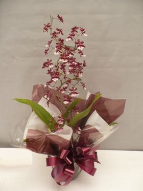 Orquídea Oncidium (Indisponível)