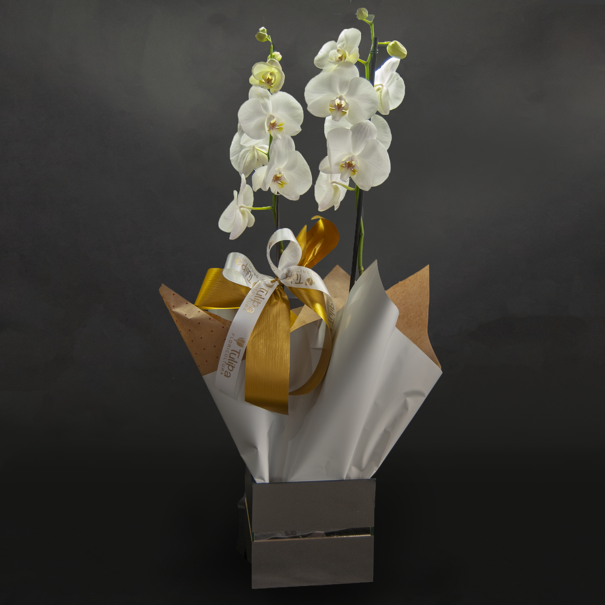 Orquídea branca