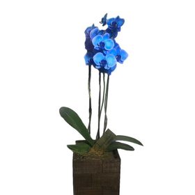 Orquídea azul *uma haste*