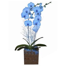 Orquídea azul em cachepot de vidro *uma haste*