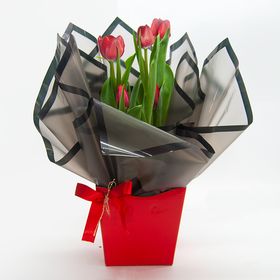thumb-tulipa-planta-1