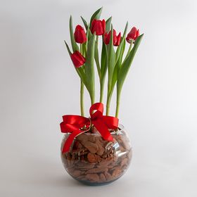 thumb-tulipa-no-vidro-2