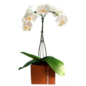 Orquídea Branca Duas Hastes