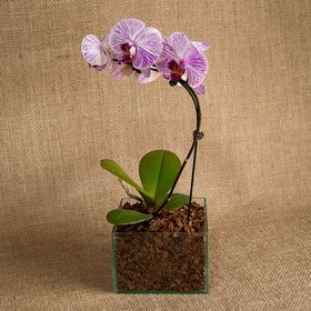 Mini Orquídea