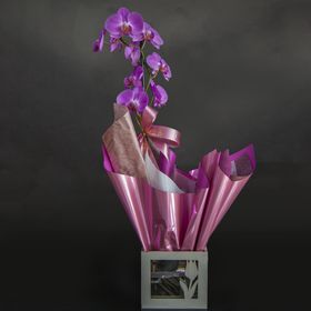 Orquídea em vaso de madeira