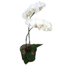 Orquídea Branca 