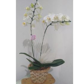 Orquídea com embalagem em cachepô de madeira ou palha ou vime