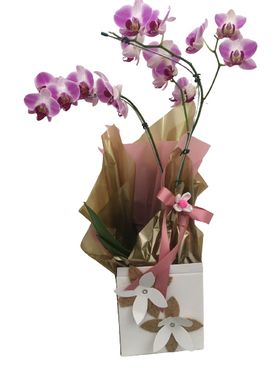 Orquídea phalaenópsis 02 hastes Roxa. 