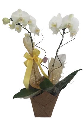 Orquídea Branca Decorada.
