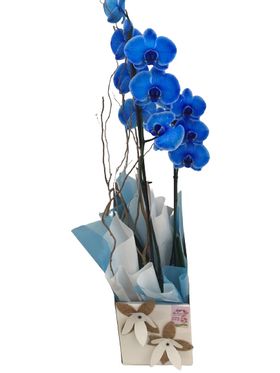 Orquídea com 02 hastes Azul. 