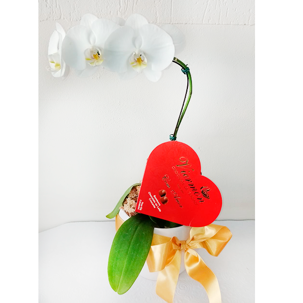 Orquídea phalaenopsis branca no caxepo de porcelana com chocolate