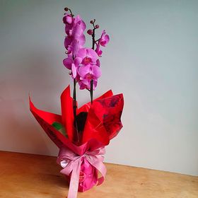 thumb-orquidea-violeta-0