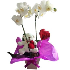 Orquídea Branca com Pelúcia