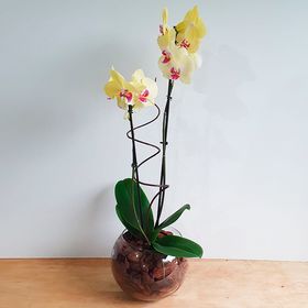 thumb-orquidea-amarela-no-aquario-0