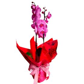 Orquídea Violeta