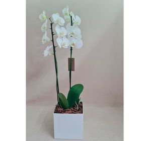 Orquídea Branca  em cachepô caixa de papelão
