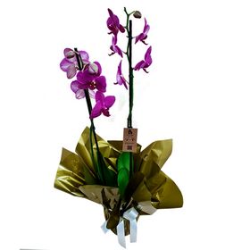 Orquídea Roxa 