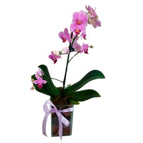 thumb-mini-orquidea-rosa-no-vidro-0