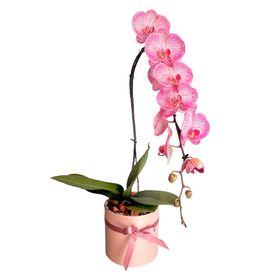 thumb-orquidea-phalaenopsis-cascata-lilas-0