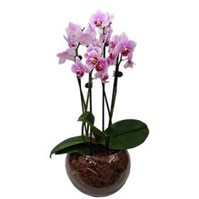 Mini Orquidea Phalaenopsis Lilás 