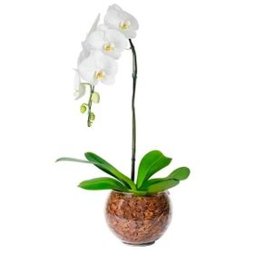 Orquidea Phalaenopsis Cascata Branca