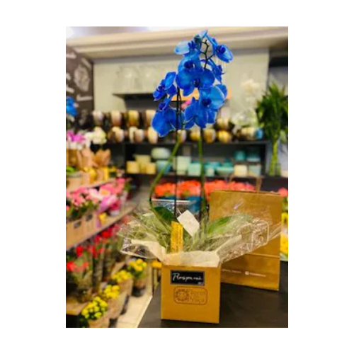 Orquidea Blue Mistique