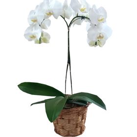 Orquídea branca 