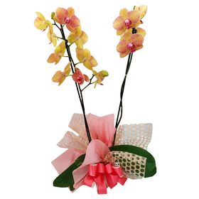Mini Orquídea Amarela