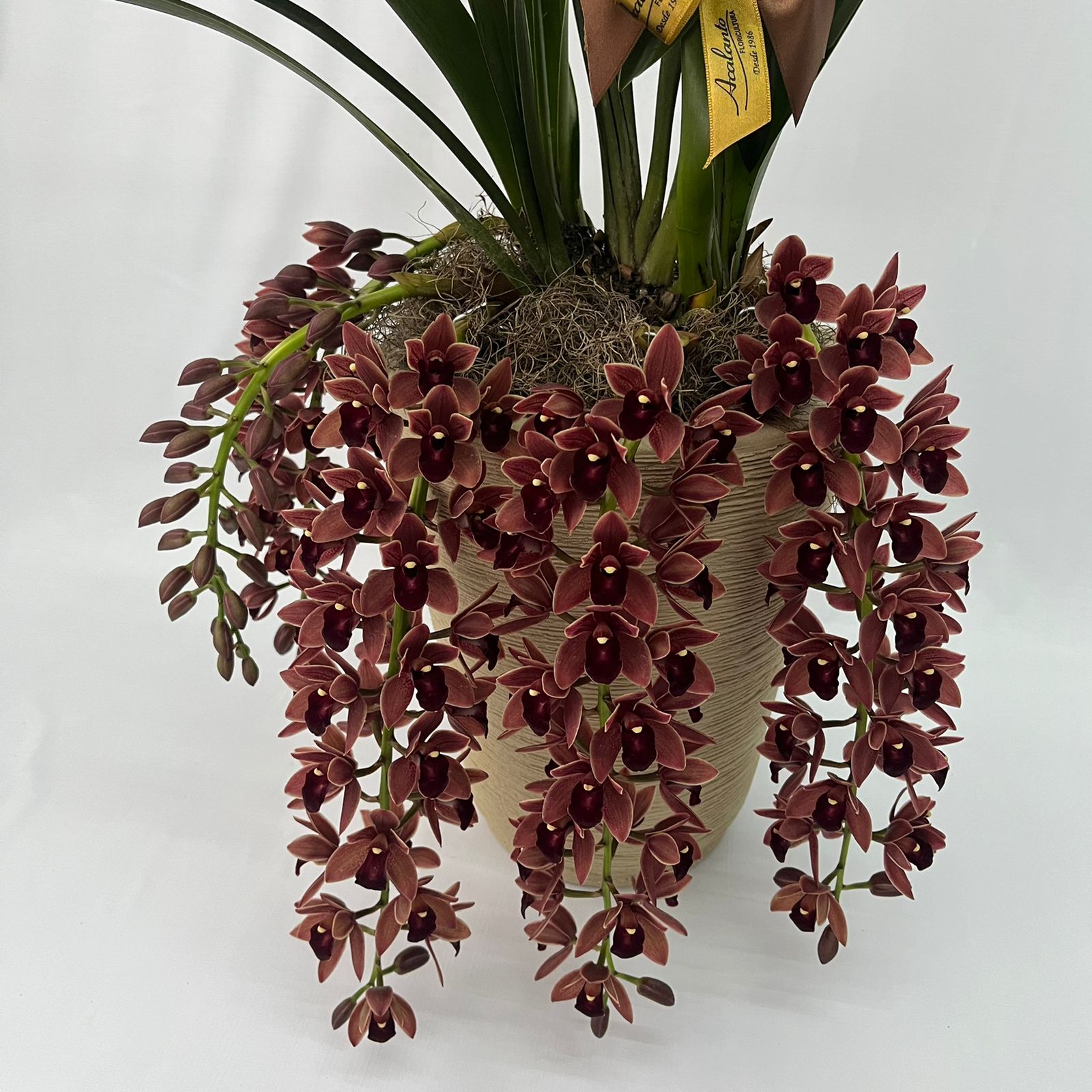 Orquídea Cymbidium Pendente - Acalanto