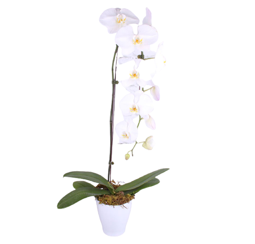 ORQUIDEA PHALAENOPSIS BRANCA CASCATA