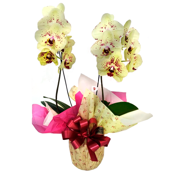 Orquídea Amarela com Lilás