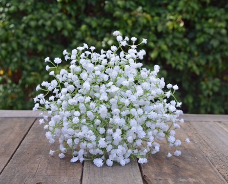 Gypsophila