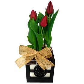 Tulipa em Vaso 