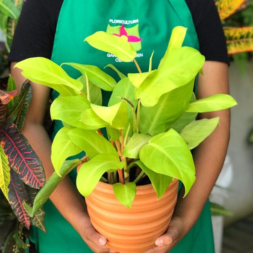 Kit Especial com Philodendron Limão