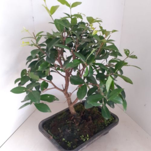 Bonsai de Acerola