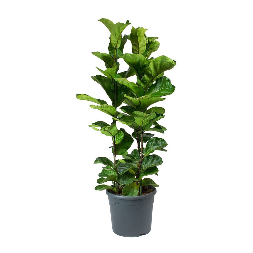 Ficus Lyrata Bambino grande