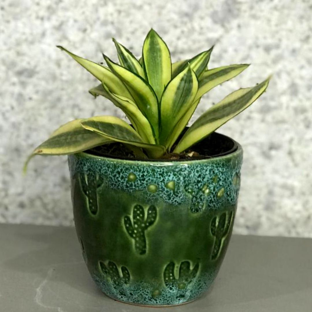 Mini espada de São jorge Variegata + Vaso