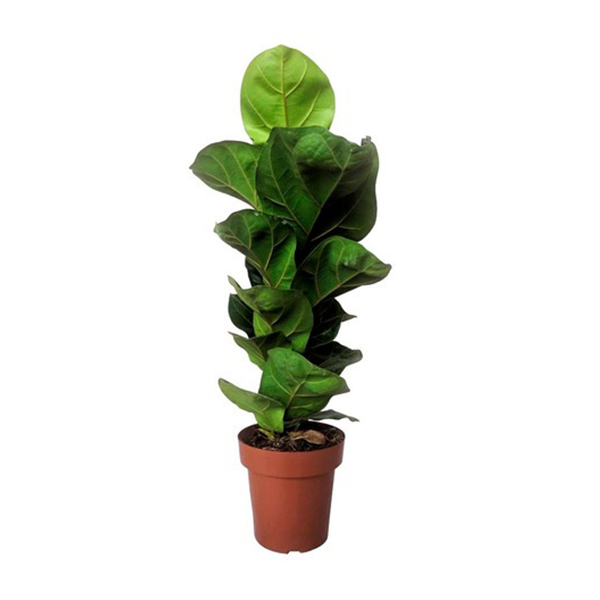 Ficus Lyrata Bambino - pote 15