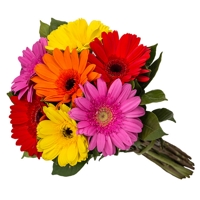 Buque com 7 Gerberas