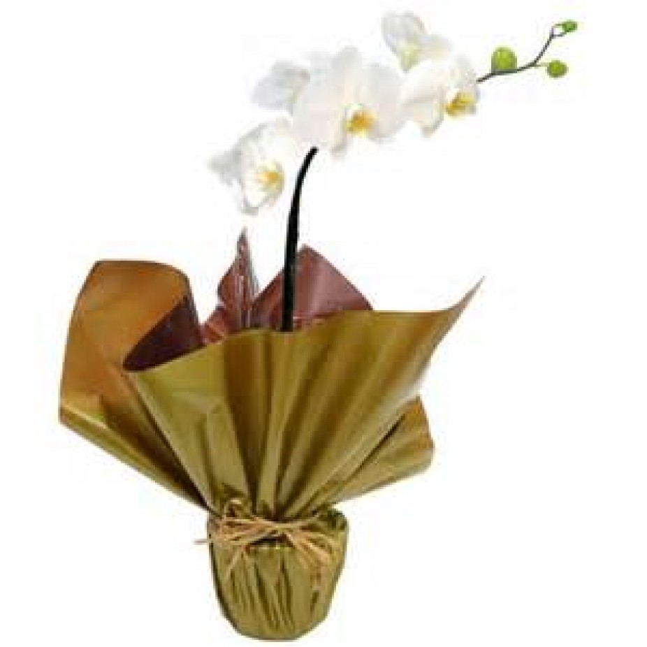 Orquídea Plantada Branca