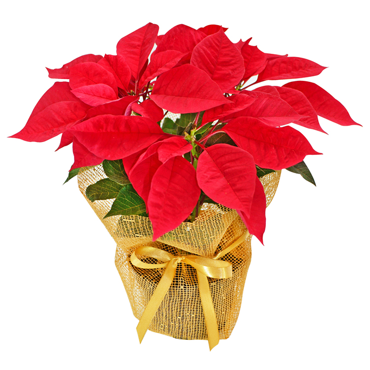 Flor de Natal - Poinsettia