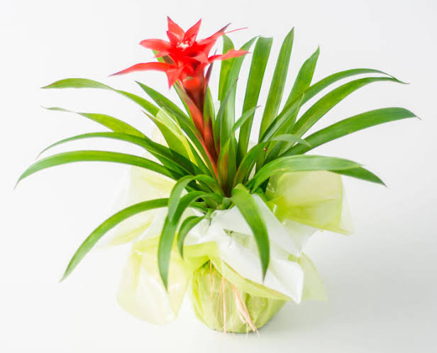 Vaso de Bromelia