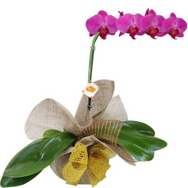 Orquídea Phalaenopsis Roxa Natural- Juta Crua