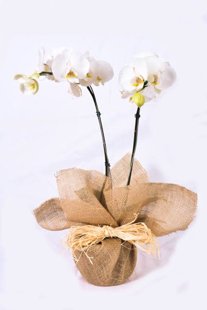 Duas Orquídeas Embalada Para Presente - YumiFlor