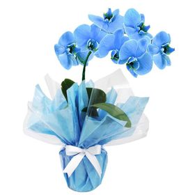 Orquidea Azul Plantada, Blue Royal