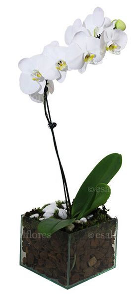 Orquidea Branca Phalaenopsis - No Vidro 